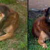 Dog Sits Outside House For Weeks After Owner Abandons Him