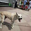 'Intestines Pulled Out': Infant Dies After Attack By Street Dog At ...