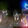 Kerala: Raging Bull Rams Into Three-wheeler, Attacks Auto-rickshaw With ...