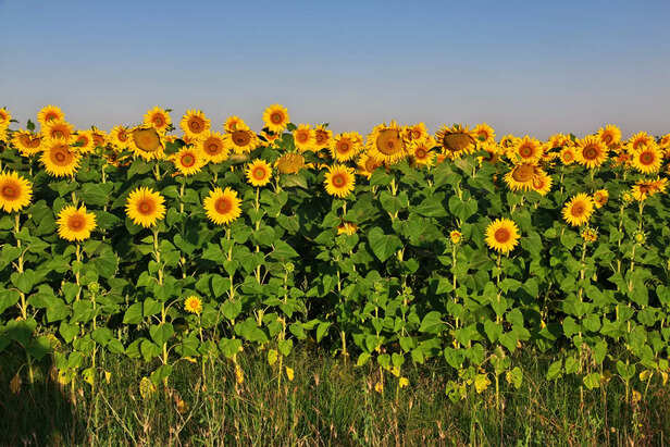 सूरजमुखी के फूल