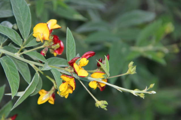 अरहर के फूल