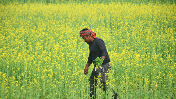 सरसों की खेती पर विशेष ध्यान दें।
