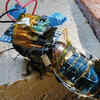 Scientists Connect Cockroach Bodies With Electronics To Control Them ...