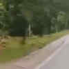 Viral Video Shows Bull Scaring Away Tiger, IFS Officer Calls The ...