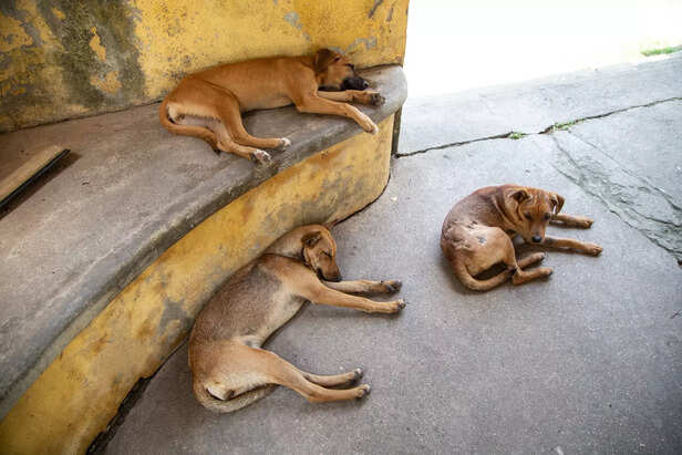 three dogs lying