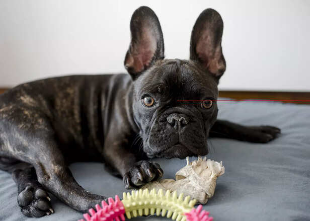 french bulldog