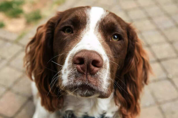 English springer spaniel