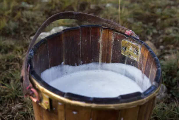 Yak milk supports immunity, energy, and gut health