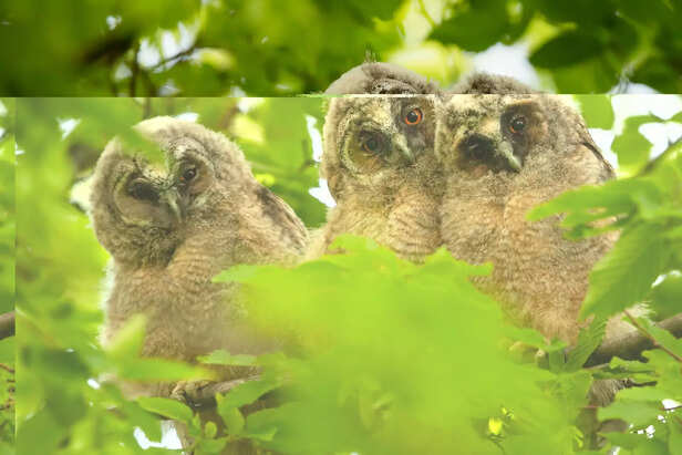 Cutest baby owlets