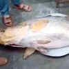 West Bengal Fisherman Catch Massive 55-kg Telia Bhola Fish, Sell It For ...
