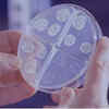 Indian Researchers Develop Novel Treatment To Kill Bacteria Without ...