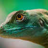 Explained: What Are The Findings Of World's First Comprehensive Reptile ...