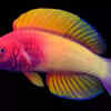 Scientists Discover New Colourful Fish Species Hiding In Maldivian ...