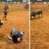 Watch: Heroic Dad Jumps In Front Of Raging Bull To Protect His Son At A ...