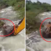 Watch: Guard With Golden Heart Risks His Own Life To Save Stranded Dog ...
