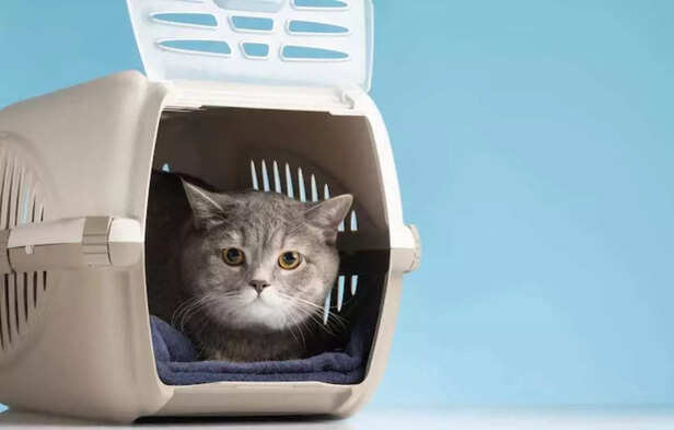 Where the litter box sits matters more than you think..
