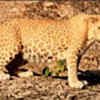 For The First Time In India, Rare Pink Leopard Has Been Sighted In ...