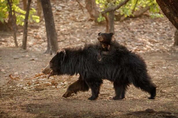 Sloth bear in dry deciduous forest