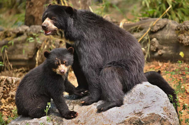Sloth bear in wildlife with it's cubs