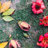 The scarlet flowers