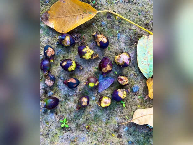 Photos by Mr. Ramesh Pandey