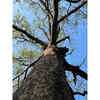 The Trees