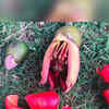 The beautiful Semal Flowers