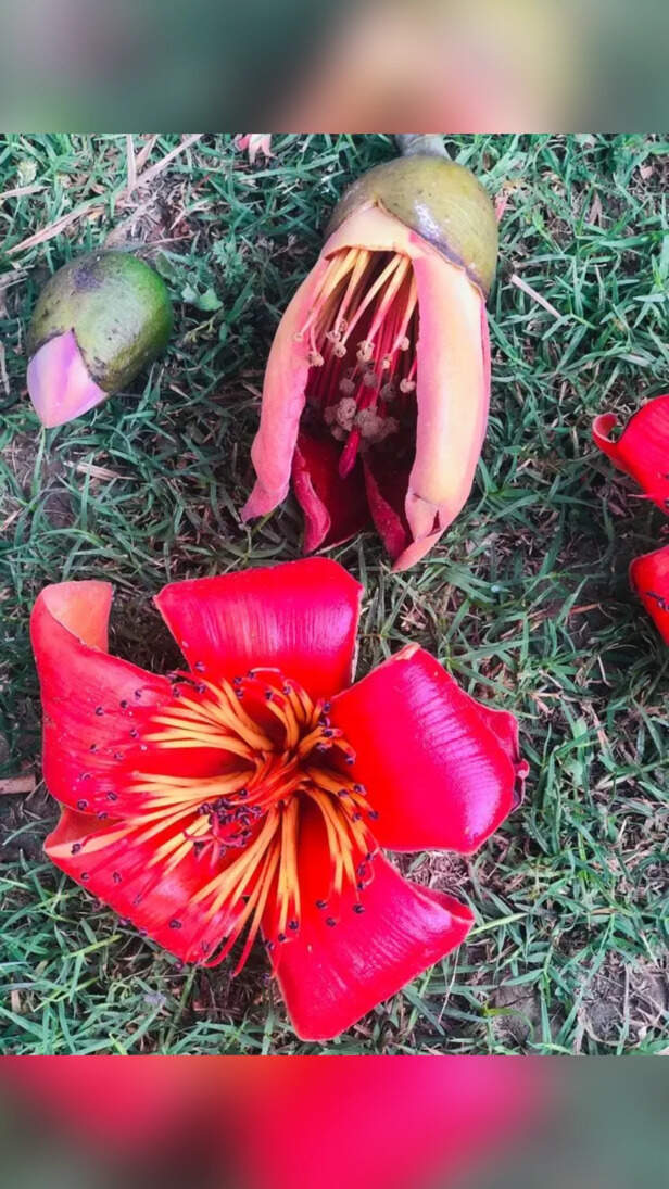 The beautiful Semal Flowers