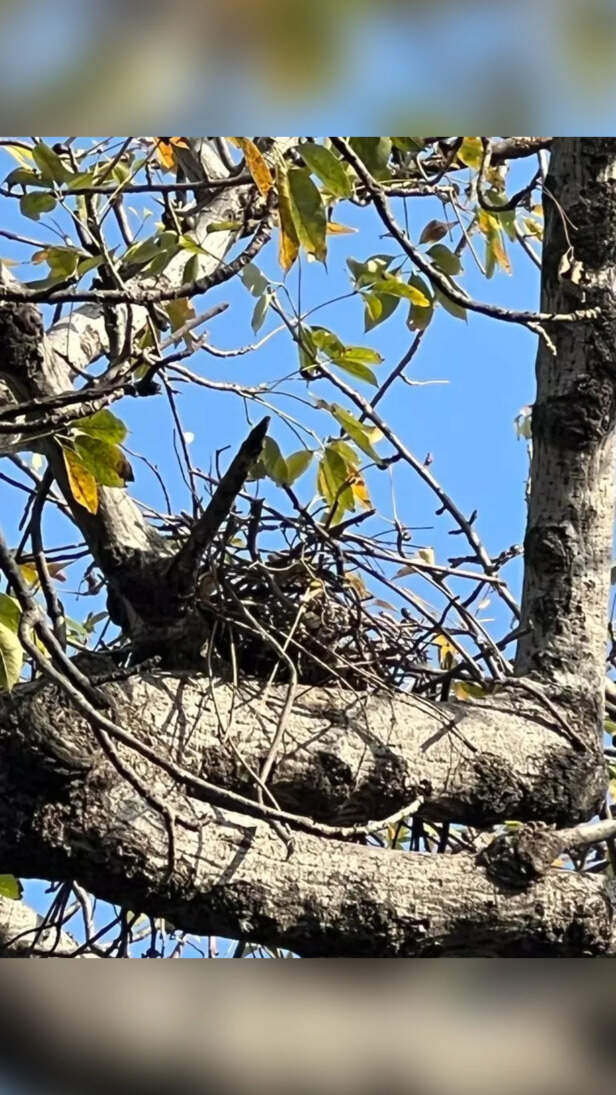 A home built with love and protected by the Semal