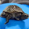 'No, You Are Not Seeing Double': Rare Diamondback Turtle Born With Two ...