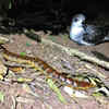 Bizarre Science: Australian Centipedes Eat Over 3,700 Seabirds Every Year