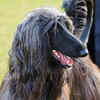 The Legacy of the Afghan Hound