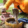 24 Snakes Including 16 Cobras Used For Religious Rituals Rescued From ...