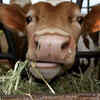 Scientists Find Microbes In Cow's Belly That Can Break And Decompose ...