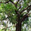 Agra To Get 'Herbal Roads' With Medicinal Trees On Both Sides