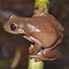 A Real-Life 'Chocolate Frog' Species Has Been Discovered By Australian ...