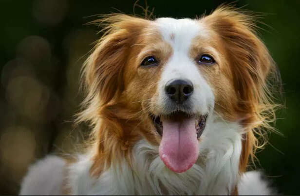 Good food and small habits today decide how healthy tomorrow looks for pets..