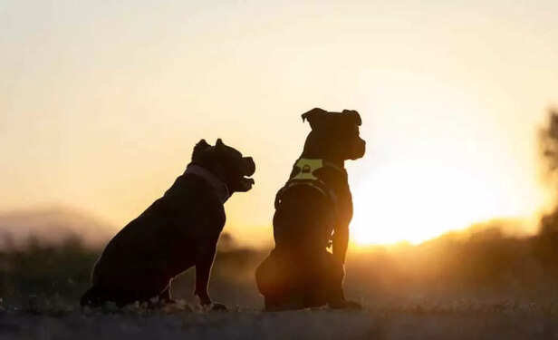 Pets age best where love, routine, and care exist..