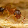 Pandemic Effect: Ants And Humans React To Stress, Isolation In Scarily ...