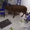 Cow Goes On A Rampage In A Colombian Hospital And Attacks Patients
