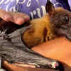 Meet Statler, The Adorable Elderly Fruit Bat That Enjoys Stimulated ...