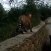 What Guts! Instead Of Running Away, These Tourists Snapped A Photo Of A ...