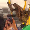 Driver Lets A Sloth Hitch A Ride On The Bus, People Seem Intrigued
