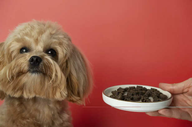 Decoding pet food label: Nutrients and safety