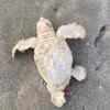 Volunteers Checking Sea Turtle Nests Stumble Upon Rare White Turtle