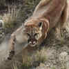 Watch Hiker Survive Puma Attack, After He Got Too Close To Her Cubs