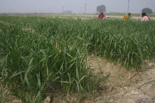 गेंहू की फसल