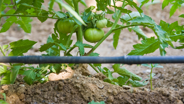 वैज्ञानिक उन्नति-प्रतिरोधी किस्मों, जैव-नियंत्रण, सूक्ष्म पोषक तत्वों और बेहतर कृषि प्रथाओं के साथ-अब इसे टिकाऊ और पर्यावरण-अनुकूल तरीके से नियंत्रित किया जा सकता है।