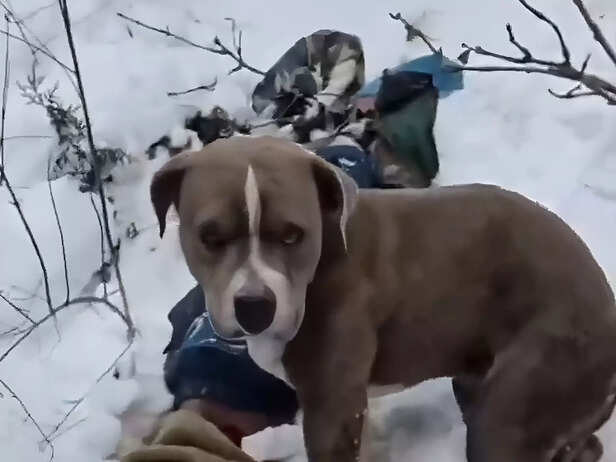 Himachal pitbull stays three days in freezing cold after owner's death.