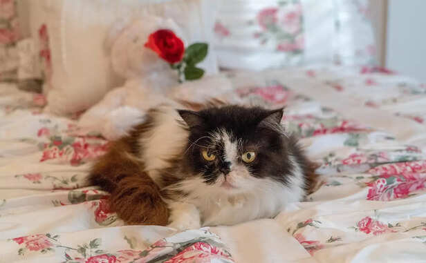 persian cat